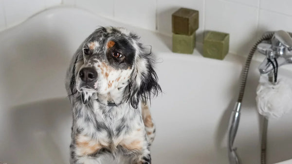 マルセイユ石鹸で愛犬をシャンプーする