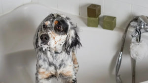 マルセイユ石鹸で愛犬をシャンプーする